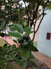 Melicoccus bijugatus