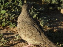 Columbina inca