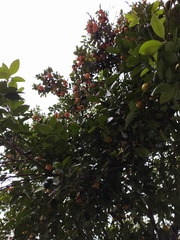 Melicoccus bijugatus