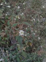 Lantana canescens