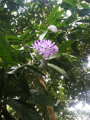 Petrea volubilis