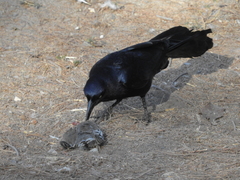 Quiscalus mexicanus