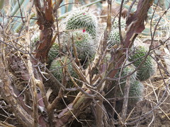 Mammillaria karwinskiana nejapensis