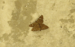 Lepidoptera