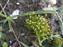 Sagina procumbens