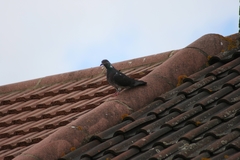 Columba livia domestica