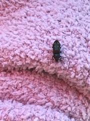 Buprestinae