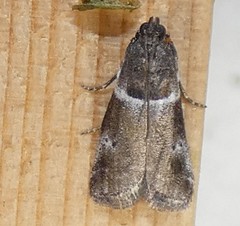 Quasisalebria atratella