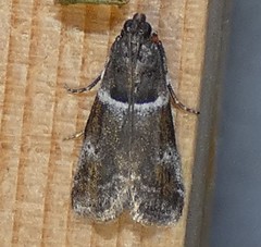 Quasisalebria atratella