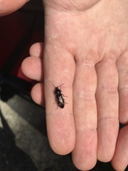 Buprestinae
