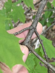 Acer platanoides