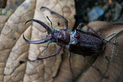 Sphaenognathus giganteus