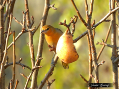 Icterus bullockii