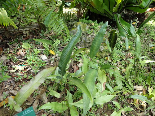 Thelypteris triphylla iNat (1)