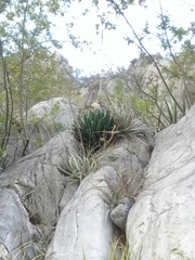 Agave victoriae-reginae