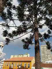 Araucaria angustifolia