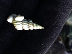 Epitonium indianorum