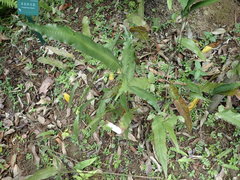 Grypothrix longipetiolata