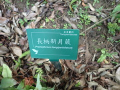 Grypothrix longipetiolata