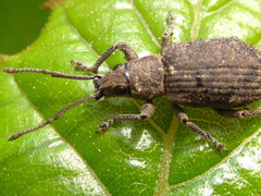 Nothomyllocerus illitus