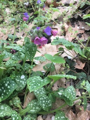 Pulmonaria saccharata