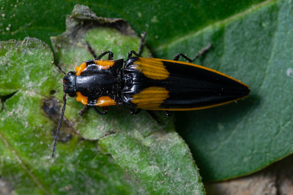 Semiotus formosus
