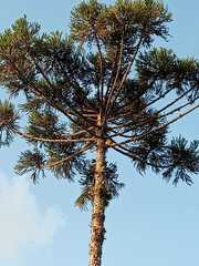 Araucaria angustifolia