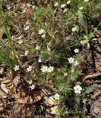 Leptosiphon jepsonii