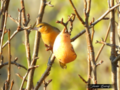 Icterus bullockii