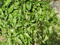 Muehlenbeckia sagittifolia