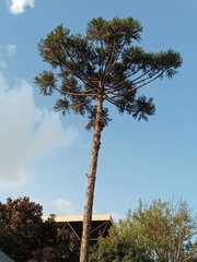 Araucaria angustifolia