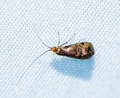 Nemophora topazias