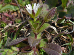 Cerastium diffusum