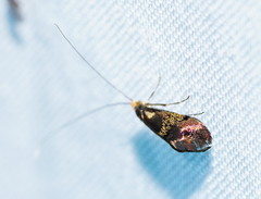 Nemophora topazias