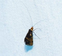 Nemophora topazias