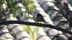 Pyrocephalus rubinus