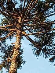 Araucaria angustifolia
