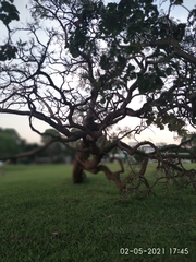 Caryocar brasiliense