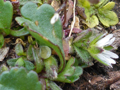 Cerastium diffusum