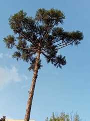 Araucaria angustifolia