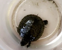 Trachemys stejnegeri