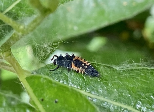 iNaturalist observation photo of Asian Lady Beetle