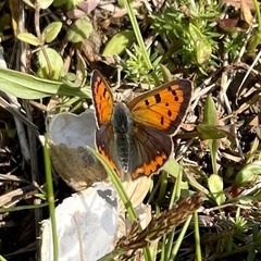 Lycaena phlaeas