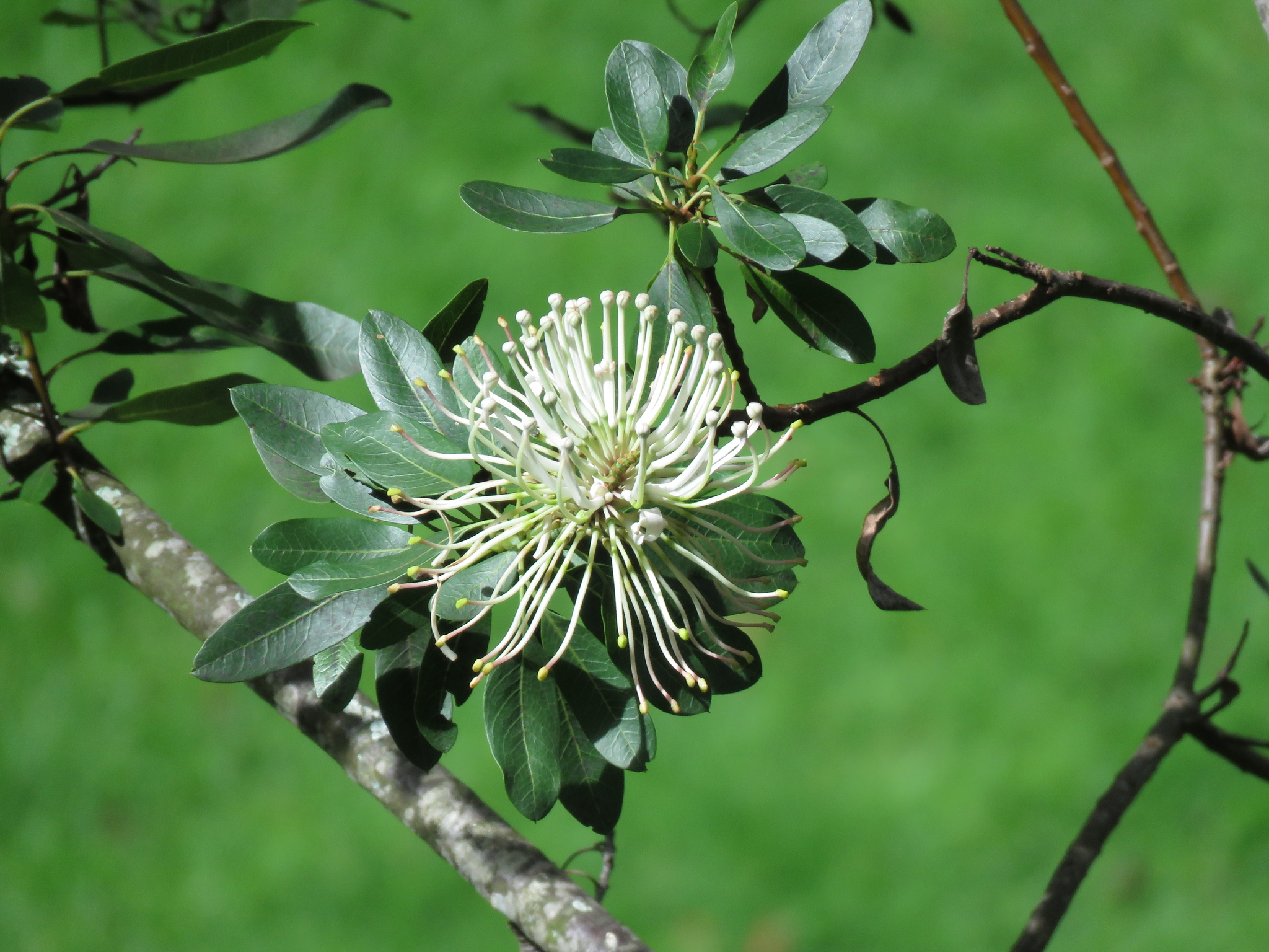 Oreocallis grandiflora image