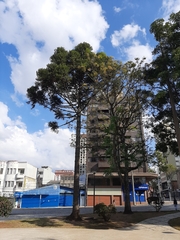 Araucaria angustifolia