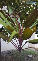 Cordyline fruticosa