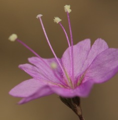 Boerhavia linearifolia