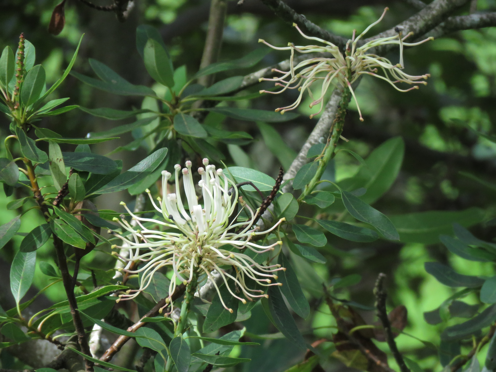 Oreocallis image