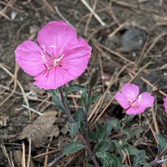 Oenothera deserticola