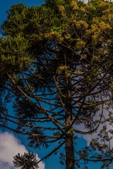 Araucaria angustifolia